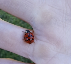 Harmonia axyridis