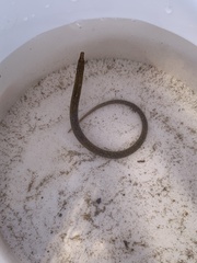 Nerophis lumbriciformis