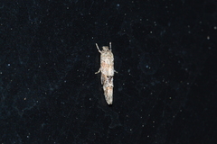 Mompha stellella