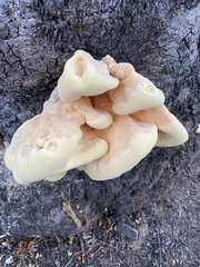 Laetiporus gilbertsonii