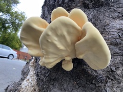 Laetiporus gilbertsonii
