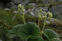 Geum bulgaricum