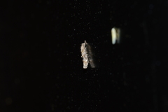 Mompha stellella