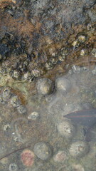 Siphonaria naufragum