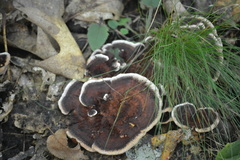 Hydnellum concrescens