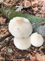 Oudemansiella