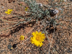 Baileya multiradiata