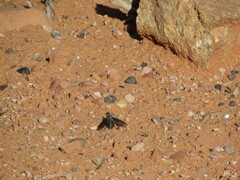Bombyliidae