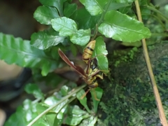 Polistes japonicus