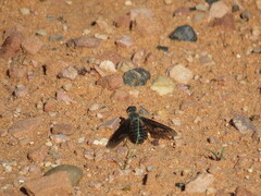 Bombyliidae