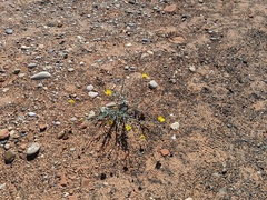 Baileya multiradiata