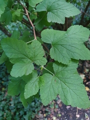 Ribes sanguineum
