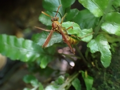 Polistes japonicus