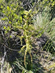 Bipinnula plumosa