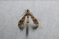 Lineodes interrupta