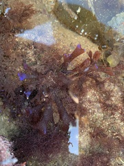 Chondrus crispus