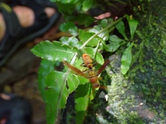 Polistes japonicus