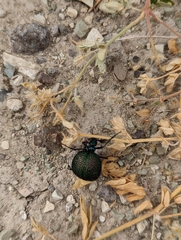 Cysteodemus wislizeni