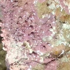 Lithophyllum incrustans