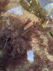 Chondrus crispus