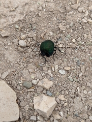 Cysteodemus wislizeni