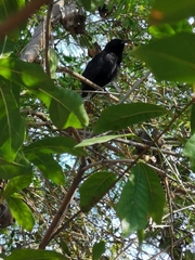 Curaeus curaeus