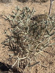 Cylindropuntia ramosissima