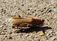 Schistocerca damnifica