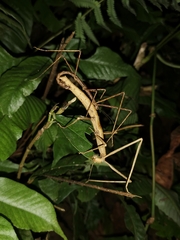 Parapachymorpha dentata