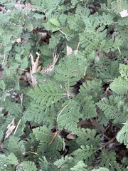 Chamaebatia foliolosa