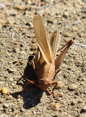 Schistocerca damnifica