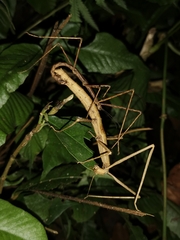 Parapachymorpha dentata