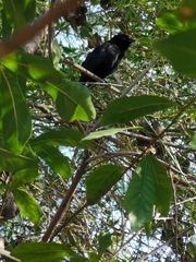 Curaeus curaeus