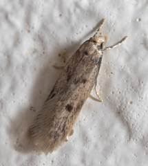Tinea pellionella