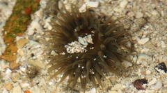 Actiniidae