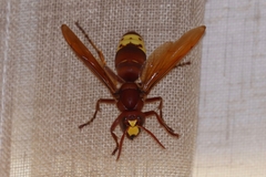 Vespa orientalis