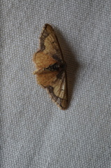 Idaea kendallaria