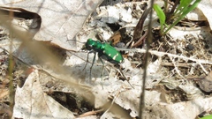 Cicindela patruela