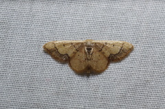 Idaea kendallaria