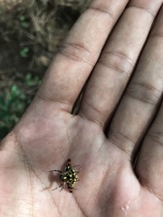 Gasteracantha geminata