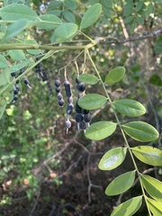 Styphnolobium affine