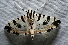 Conchylodes salamisalis