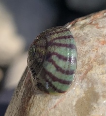 Steromphala umbilicalis