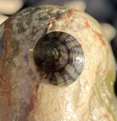 Steromphala umbilicalis