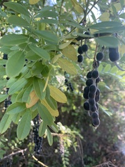 Styphnolobium affine