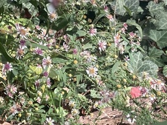 Symphyotrichum lateriflorum