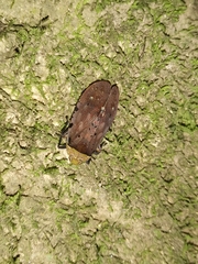 Penthicodes atomaria