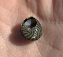 Steromphala umbilicalis