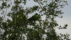 Aratinga nenday