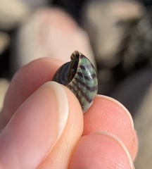 Steromphala umbilicalis